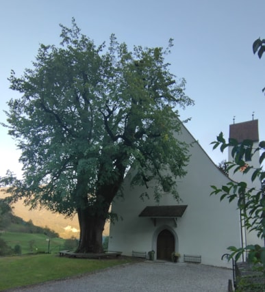 Linde Gretschins 